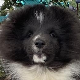 Shetland Sheepdogs from Shazadar Shelties