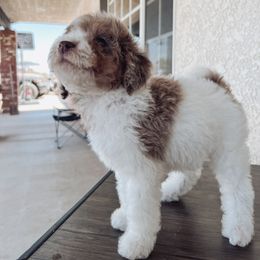 Aussiedoodle and Bernedoodle Puppies from High Desert Doodles