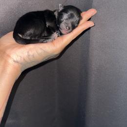 Lucky - Black and tan female Pomeranian puppy in Okmulgee, Oklahoma from 918 Pomeranians