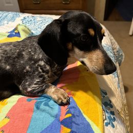 Luna - Dachshund