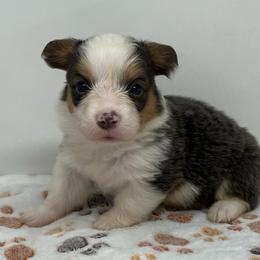 Pistachio (bluie fluffy) - Blue female Pembroke Welsh Corgi puppy in Waco, Texas from The Comma Corgis