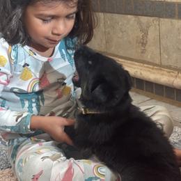 Yellow Girl - Black and red female German Shepherd puppy in Rolesville, North Carolina from Ransomshire Shepherds