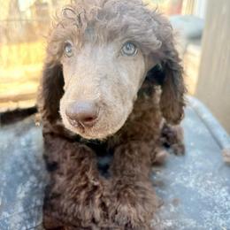 Georgette (wPam) - Cafe au lait female Poodle puppy in Meadowbrook, California from Standard Poodle Pups