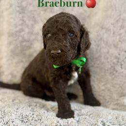 Braeburn - Brown male Poodle puppy in Julian, California from Above the Pines Poodles