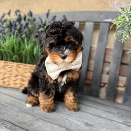 Terence - Tri-color male Bernedoodle puppy in Payson, Utah from The Puppy Nest