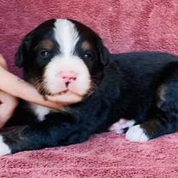 Pink Collar Female - Black rust and white female Bernese Mountain Dog puppy in Bristol, Tennessee from Holston Hollow Farm