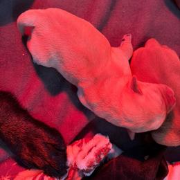 Girl 5 - Yellow female Labrador Retriever puppy in Reidsville, North Carolina from Wilson’s Pointers