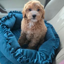 Molly - Red female Cavapoo puppy in Washington from Mt.BakerPoodles&Doodles