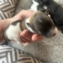 Boy B - Tri-colored male Pomeranian puppy in Somerset, Kentucky from Perez Pomeranians