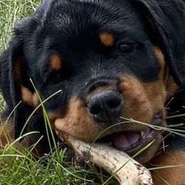 Girl 4 - Rottweiler puppy in Eaton Rapids, Michigan from The Rottweiler Haus