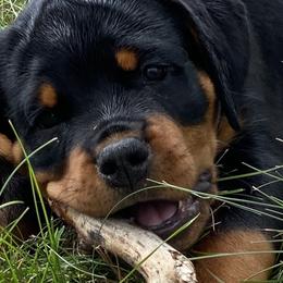 Girl 4 - Rottweiler puppy in Eaton Rapids, Michigan from The Rottweiler Haus