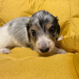 Randy Travis - Dapple male Dachshund puppy in Irving, Texas from DFW Dachshunds by G & S