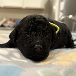 Goldendoodle and Poodle Puppies from Southern Stroll Poodles & Doodles