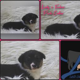Pink Female - Blue female Pembroke Welsh Corgi puppy in Wayne City, Illinois from Lash Livestock & Corgis