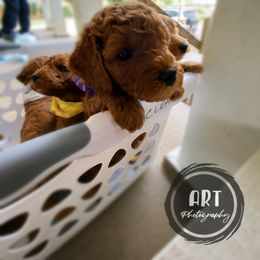 Goldendoodle Puppies from BasilBella’s Doodles
