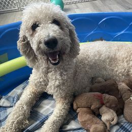 Lady - Goldendoodle