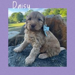 Daisy - Red  female Goldendoodle puppy in Charlotte, North Carolina from Hopeful Heart Doodles