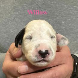 Willow - White and black female Dalmatian puppy in New Jersey from Prestige Dalmatians
