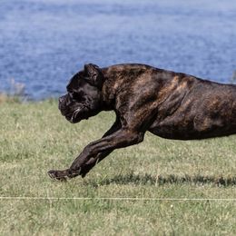 Grizz - Cane Corso