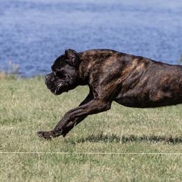 Grizz - Cane Corso