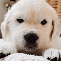 Golden Retriever Puppies from Indy's God Given Goldens