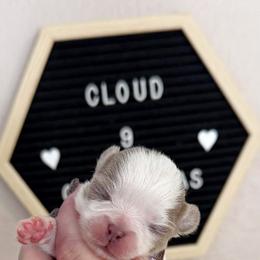 Reed - Chocolate blue male Chihuahua puppy in Harrison, Michigan from Cloud9 Chihuahuas