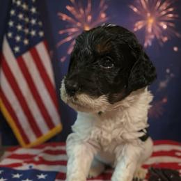 Ace - Tri-color male Bernedoodle puppy in Strattanville, Pennsylvania from Goldhaly Peach Doodles