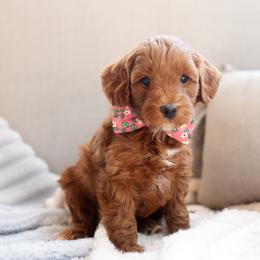 Beau - Red  male Goldendoodle puppy in Wake Forest, Utah from Dreamcoat Doodles