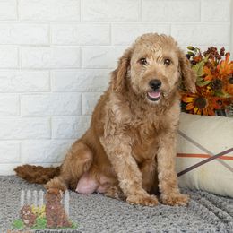 Lilly - Goldendoodle