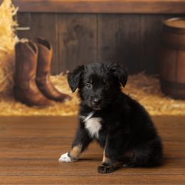 Travis - Black tri-color male Australian Shepherd puppy in Kathleen, Georgia from CM Farm