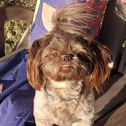 Shih Tzu Puppies from Karen Elliott