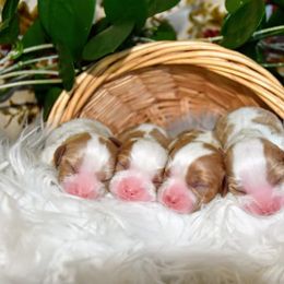 Cavalier King Charles Spaniel Puppies from Blueberry Hill Cavaliers