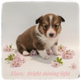 Elara - Sable and white female Shetland Sheepdog puppy in Minnesota from Sheltie Puppies