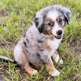Purple - Blue merle female Miniature Australian Shepherd puppy in 32046, Florida from River Hill Ranch