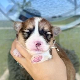 Goldie - Sable and white female American Corgi puppy in Whitney, Texas from 5H Corgis