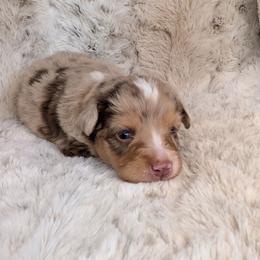 Athena - Red merle female Miniature Australian Shepherd puppy in Bend, Oregon from Wonderland Aussies