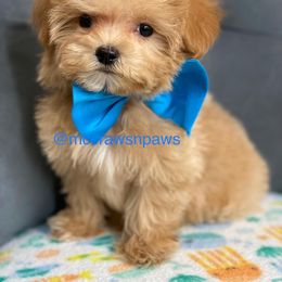 Cavapoo, Maltipoo, and Poodle Puppies from McCraws N Paws
