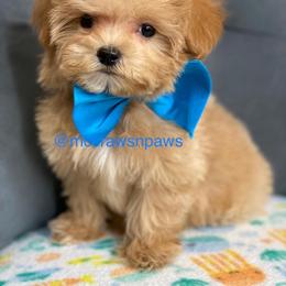 Cavapoo, Maltipoo, and Poodle Puppies from McCraws N Paws