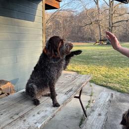 Wirehaired Pointing Griffon All Grown Up from Luther Smith