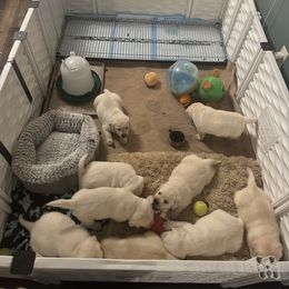 Labrador Retriever Puppies from SR Labrador Retrievers