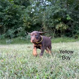 Yellow Boy - Red and rust male Doberman Pinscher puppy in Knox, Indiana from Double River Dobermans
