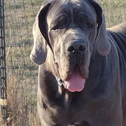 Great Dane All Grown Up from Karen Van Scoyk