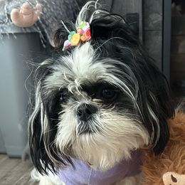 Shih Tzus from Koda Bears Cubs