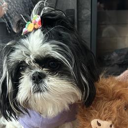 Shih Tzus from Koda Bears Cubs