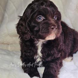 Winter - Brown and white female Cockapoo puppy in Cleveland, Georgia from Jam's Doodles And Poodles