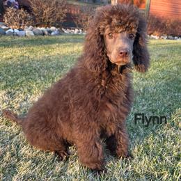 Flynn - Brown male Poodle puppy in Round Lake, Illinois from Heather's Poodles