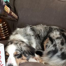 Australian Shepherd Puppies from Ohio Valley Australian Shepherds
