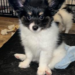Ricky - White black and tan male Papillon puppy in Benton, Arkansas from Mama's Pride Poms and Paps