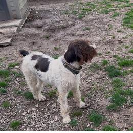 Tahoe - Wirehaired Pointing Griffon