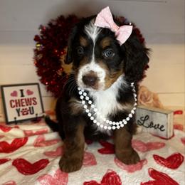 Beyoncé - Tri-color female Bernedoodle puppy in Gilbert, Arizona from The Berne Barn... it’s a Doodle thing!